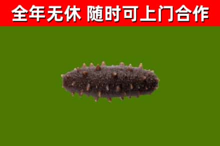崇信回收海参干